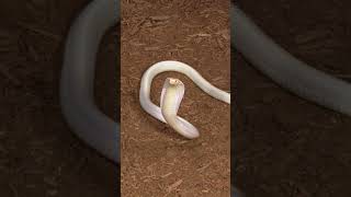 When The King Cobra Knows It's Own Name