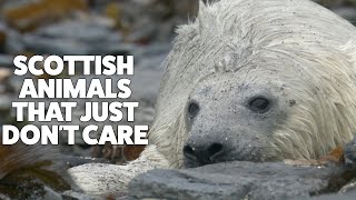 Scottish animals that just don't care | Highlands - Scotland's Wild Heart