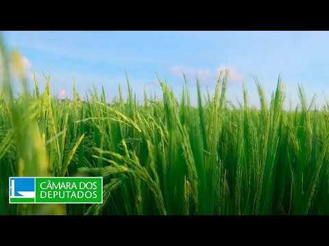 Reversão da Raposa da Serra do Sol em debate na Câmara - 03/07/24