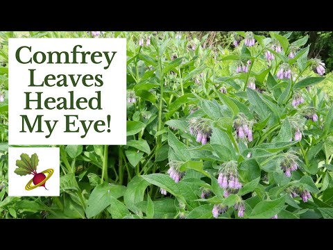 Comfrey Leaves Healed My Eye!