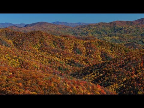 Watch Color Blind People See Fall Foliage For The First Time