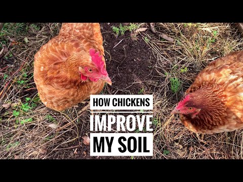 , title : 'Using Chickens to Fertilize Your Soil | Chicken Tractor in the Market Garden'