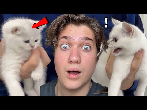 EVE YENİ KEDİ GELDİ MİŞA ÇOK SİNİRLENDİ!!