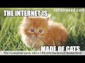The Internet Is Made Of Cats (yzal) - Známka: 3, váha: střední