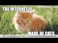 The Internet Is Made Of Cats 