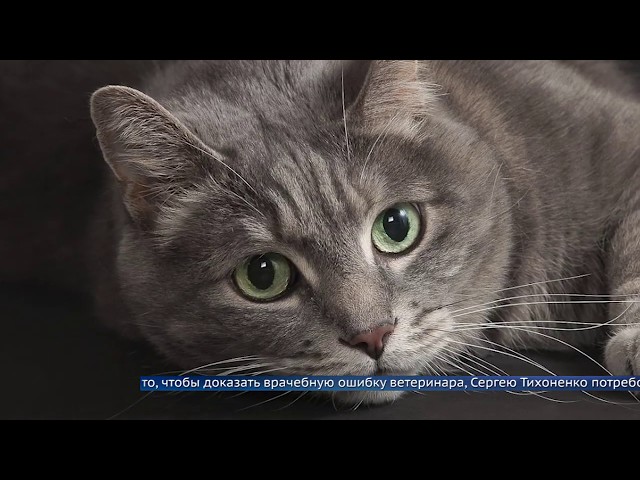 Суд оштрафовал ангарского ветеринара за смерть животного