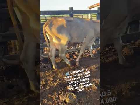 5 Vacas Paridas: 4.000 reais cada em Catolé do Rocha/ Paraíba.Tendo 4 Bezerros. ZAP  84 99810 2784*