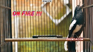 Download lagu Kacer Konslet Ngeplay Bikin Emosi Tinggi, Pancingan Kacer Gacor Full Isian Tarung Ngobra mp3 Download lagu Kacer Konslet Ngeplay Bikin Emosi Tinggi, Pancingan Kacer Gacor Full Isian Tarung Ngobra mp3