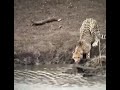 Cheetah versus crocodile Khalnayak song😈😈😱💪