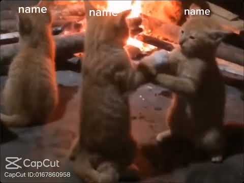 lagi berantem guys kucingnya