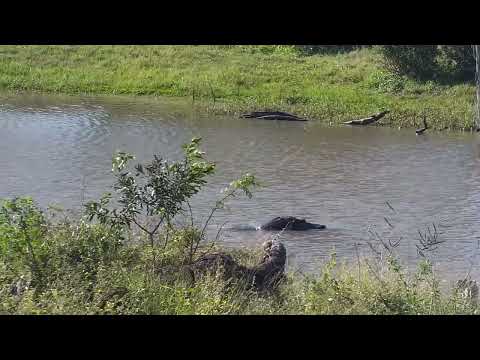 Djuma: Hippo in the water - 14:43 - 05/21/2023