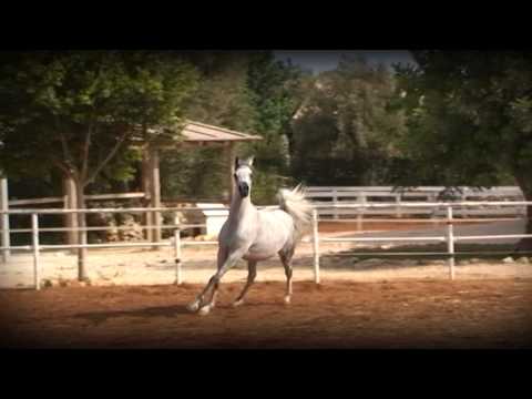 Qirat Stud - Nawal By Apolo