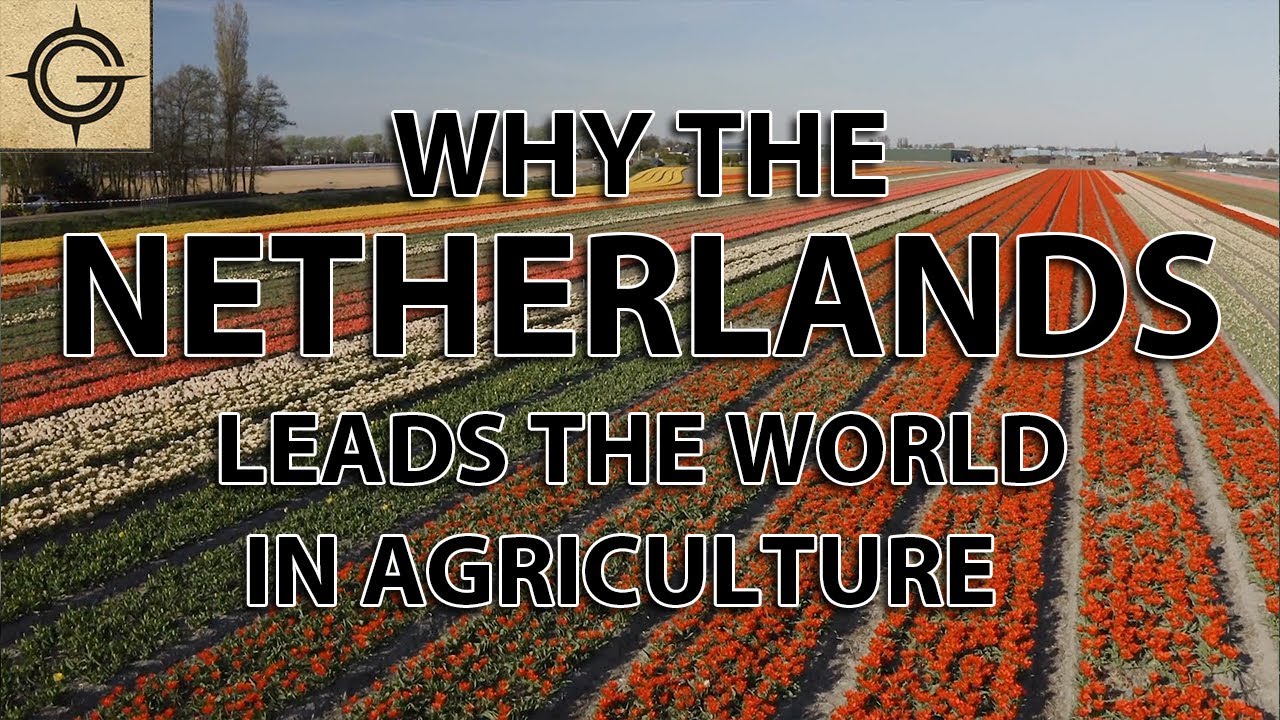 Why the Dutch Lead the World in Agriculture Exports