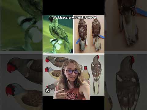 Video o maskarénskom papagájovi - Mascarinus mascarinus