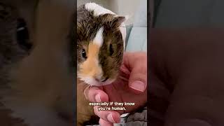 "5 Reasons to Own Guinea Pigs 🧡🧡💛!"