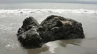 Video MAGIC MUSHROOM moře