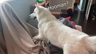 Hiding Under Blankets On My Adorable Husky