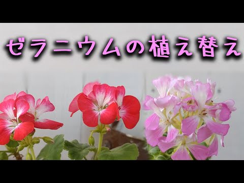 春にゼラニウムを再び元気にするにはどうすればよいですか？問題、原因、解決策  庭園