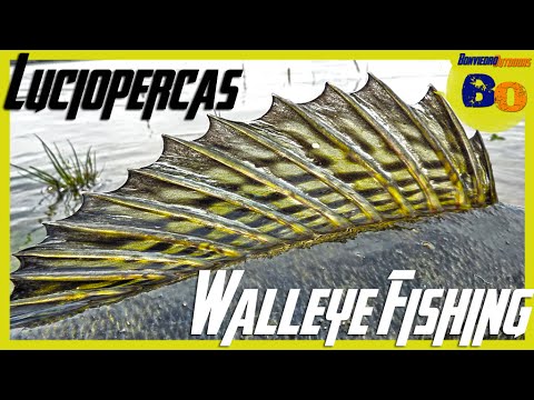 PESCA DE LUCIOPERCA A PEZ VISTO | ZANDER ATTACK SIGHT FISHING | www.bofishing.es