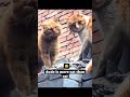 Dudes Meow Breaks Off Cat Fight Jesus Jesuslovesyou Cat Cats Foryou Funny Youtubeshorts
