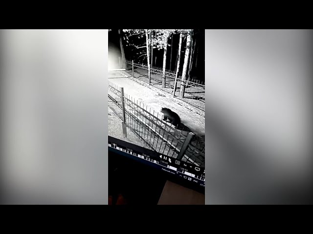 Медведи на Байкальском тракте