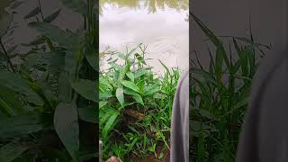 Download lagu nutul ikan nilem di air keruh pakai umpan racikan andalan #tegekmelengkung #mancing #fish mp3