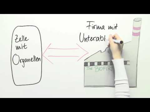 Der Aufbau der Tierzelle | Biologie | Cytologie