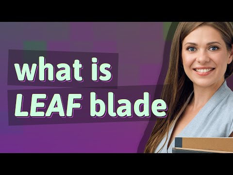 Leaf blade | meaning of Leaf blade