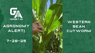 Agronomy Alert! 7-28-25