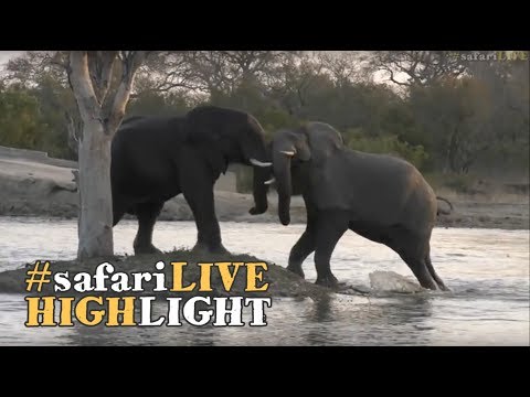 Playful elephant bulls splashing around at sunset!