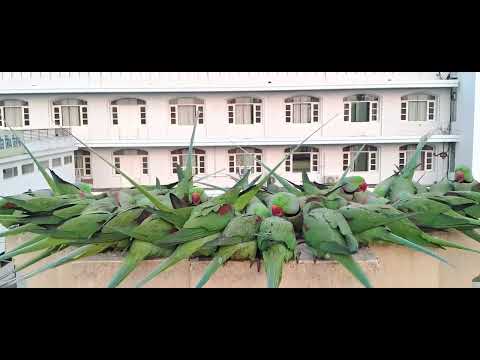 Fascinating View of Alexandrine Parrots # vue fascinante sur les perroquets alexandrins