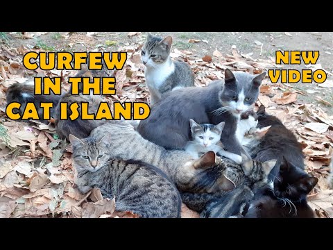 , title : 'Curfew in Istanbul cat island. Incredible'