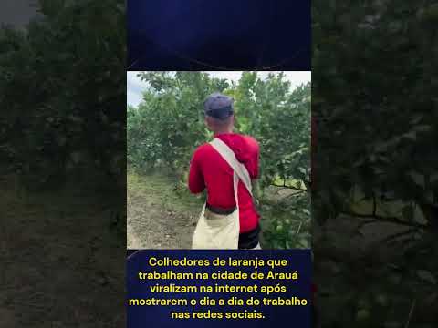trabalhadores de araua  coletores de laranja