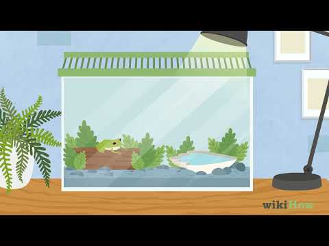How to Take Care of Frogs