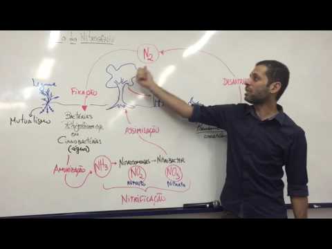 Ciclo do Nitrogênio - musiquinha
