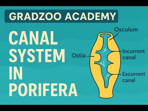 Porifera Canal System Made Simple | GradZoo Academy (Lecture 2)