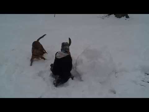 Fun in the snow at the Dog Park