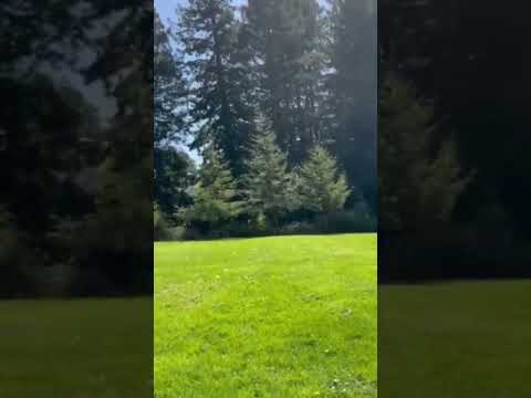 The beauty of Redwood Park in Arcata, California#nature #shortsvideo #trending