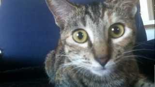 Funny Cat Reaction!