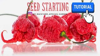 How to Start SUPER HOT & HARD to Germinate Peppers from Seeds (fast germination)@YAJESGARDEN