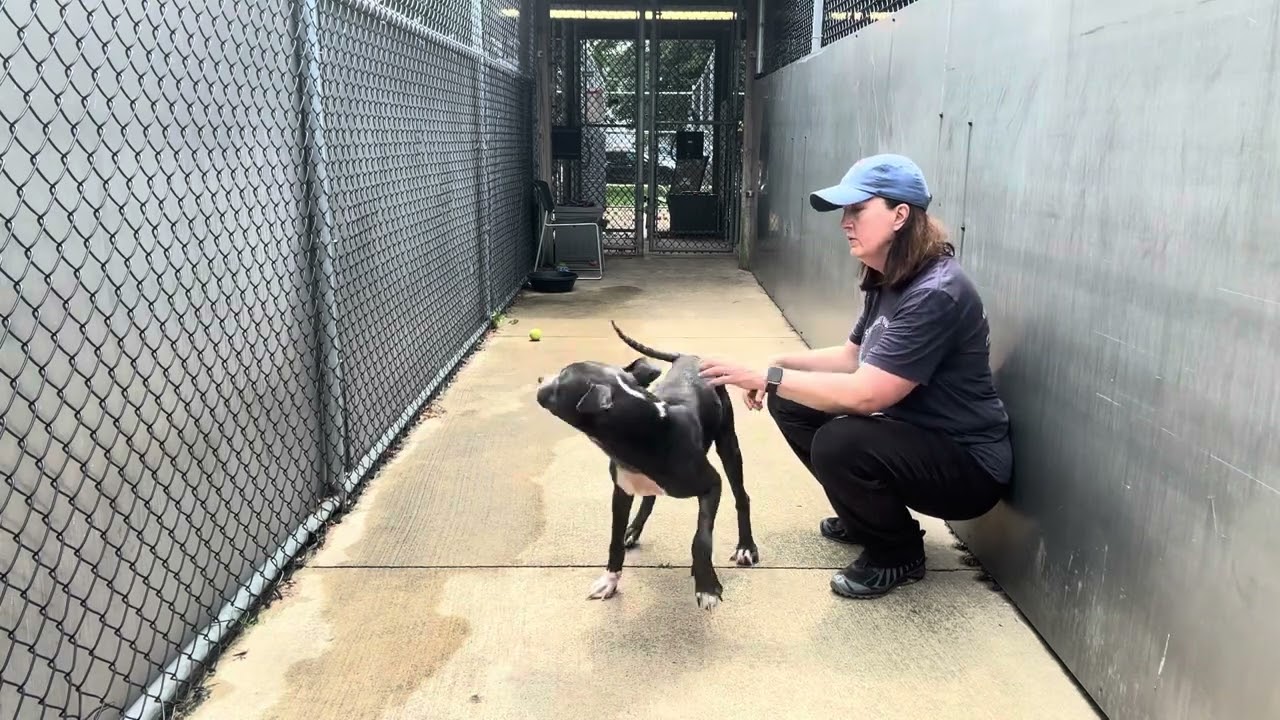 Enlarge Carbon, a ADOPTABLE Pit Bull Terrier in Chicago, IL video 5/5