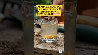 Download lagu THE AMERICAN FARMER'S SECRET: SOAK SEEDS IN ANTISEPTIC, DOES IT REALLY SPEED UP GERMINATION? mp3