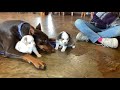 Sage Stitch Toy Aussie Puppies Play With Our Doberman At Lindsey S Aussies