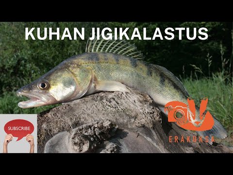 KUHAN JIGIKALASTUS