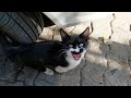 Young Tuxedo Cat Meows Very Loudly For Food But Doesn T Let Me Touch Her