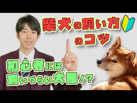 柴犬のしつけ方
