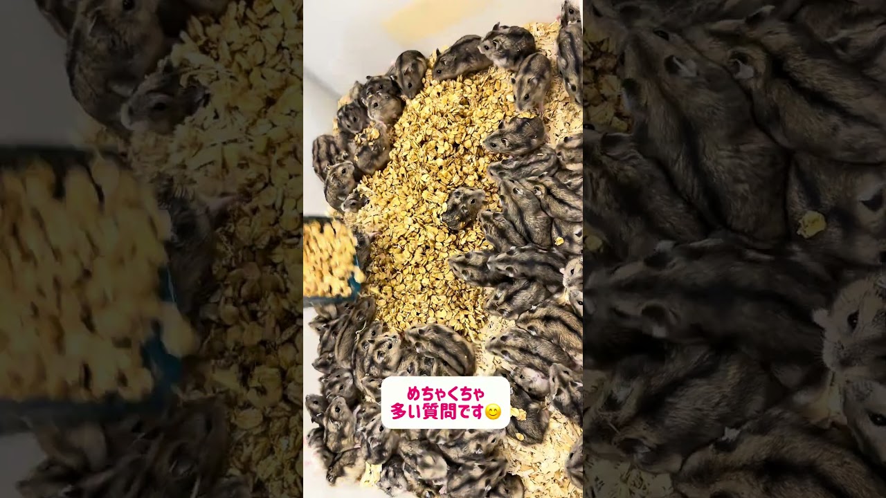 ＃ハムスター#ハムスターのいる生活 #ハムスター好き #ハムスターかわいい面白い #ハムスター好きと繋がりたい #ハムスター動画 #ハムスターの赤ちゃん