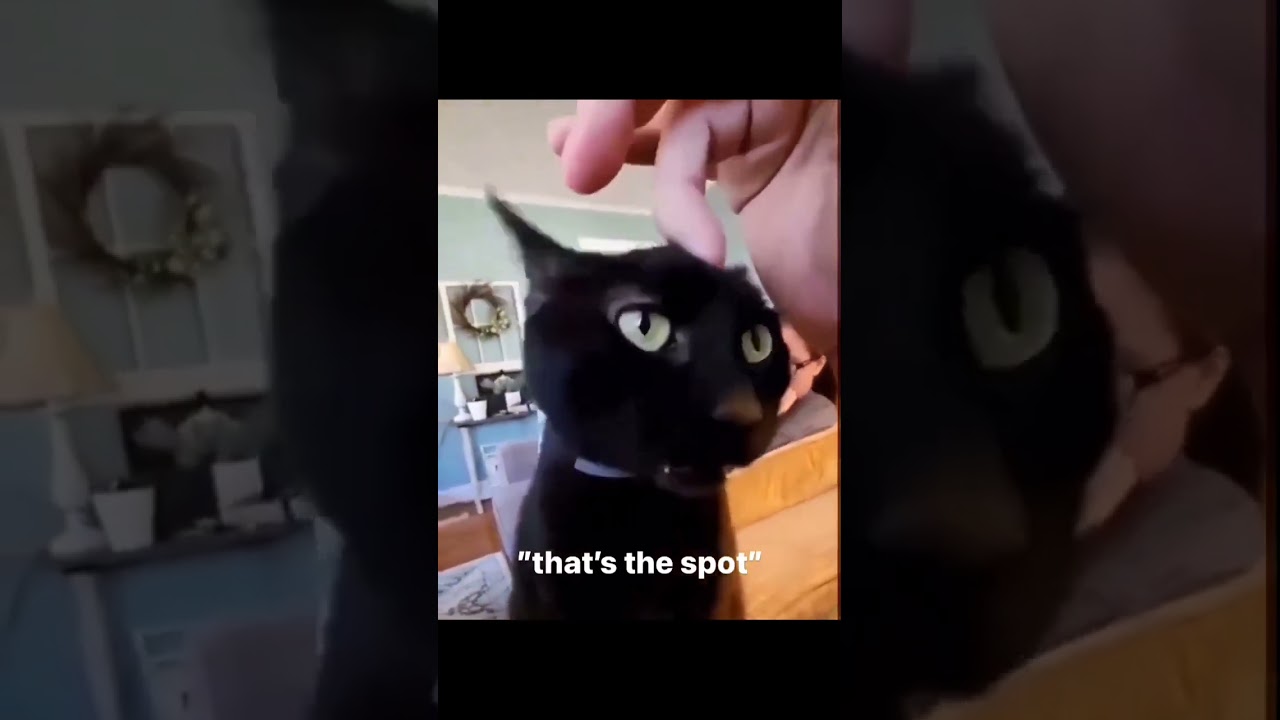 Some cute animal memes pt. 9 #shorts