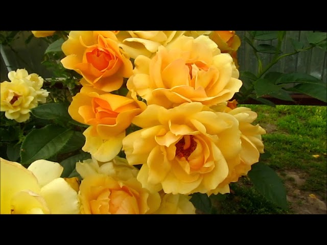 РОЗА ХАЙСЕНДШТАДТ РОСТОК (Hansestadt Rostock)