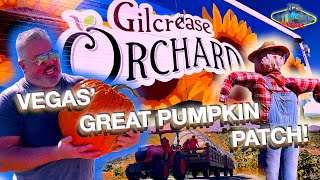 VEGAS' GREAT PUMPKIN PATCH! GILCREASE ORCHARD